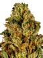 Alpha Dawg Hybrid Cannabis Strain Thumbnail
