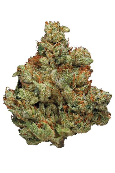 Alpha OG - Hybrid Cannabis Strain