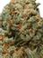 Alpha Blue Hybrid Cannabis Strain Thumbnail