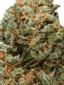 Alpha Blue Hybrid Cannabis Strain Thumbnail