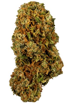 Amnesia White - Híbrida Cannabis Strain