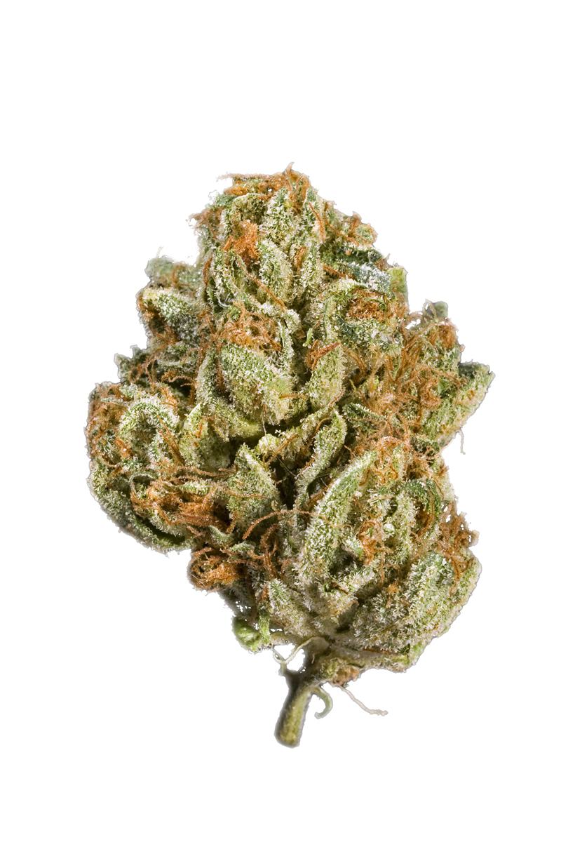 Ancient OG - Hybrid Cannabis Strain