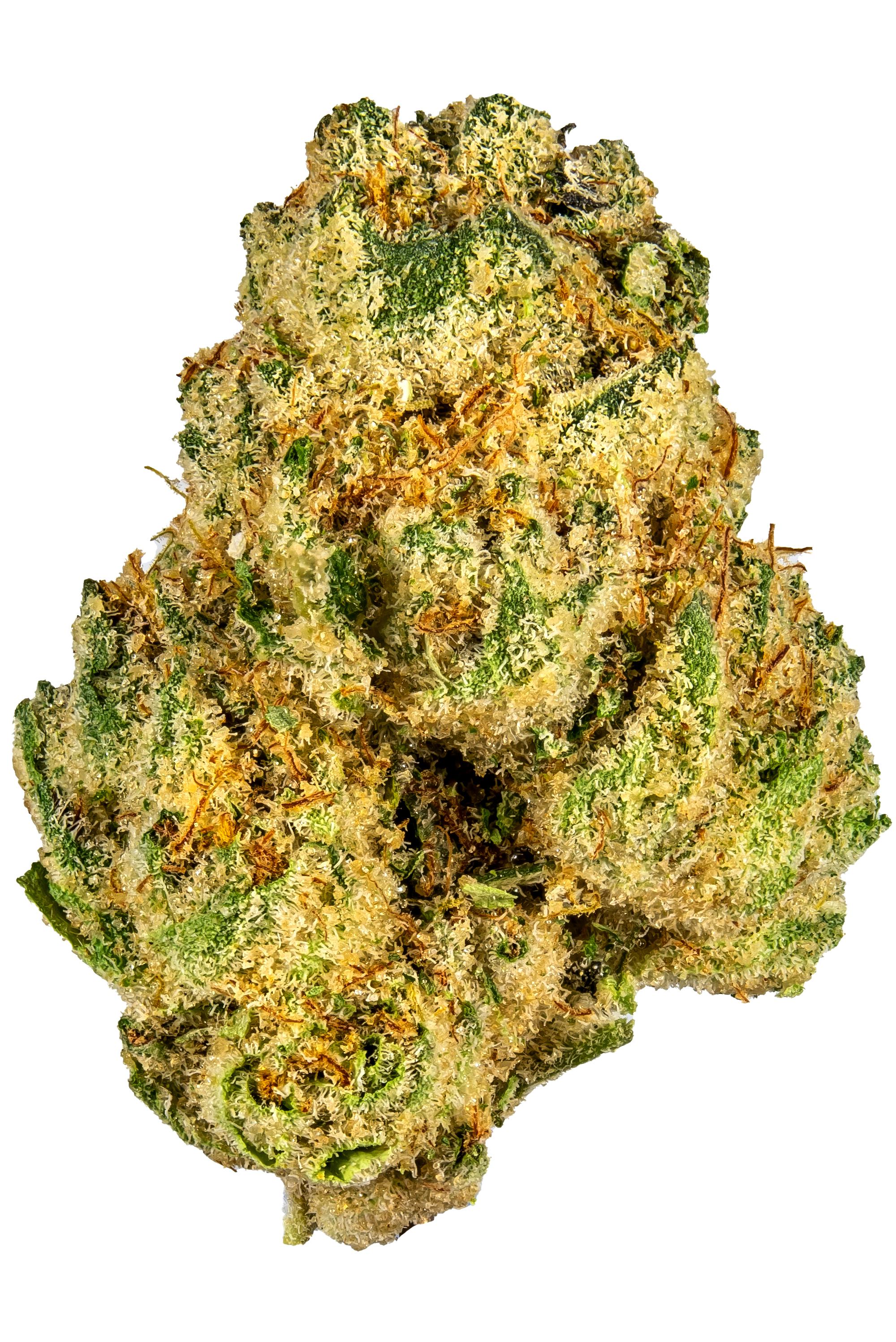 Animal Face - hybrid Cannabis Strain by Hytiva