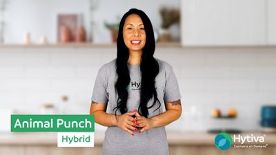 Animal Punch - Hybrid Strain