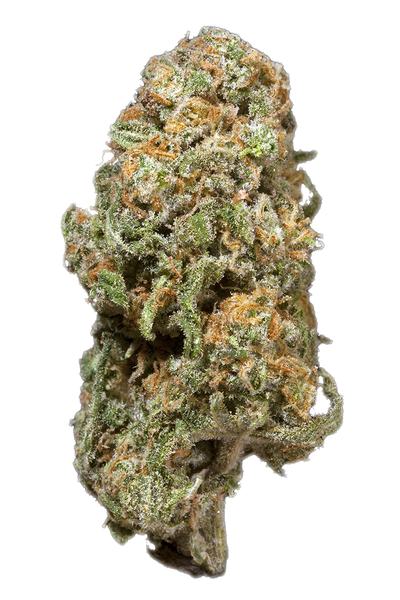 Arcata Trainwreck - Híbrida Cannabis Strain