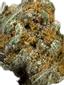 Astroboy Hybrid Cannabis Strain Thumbnail