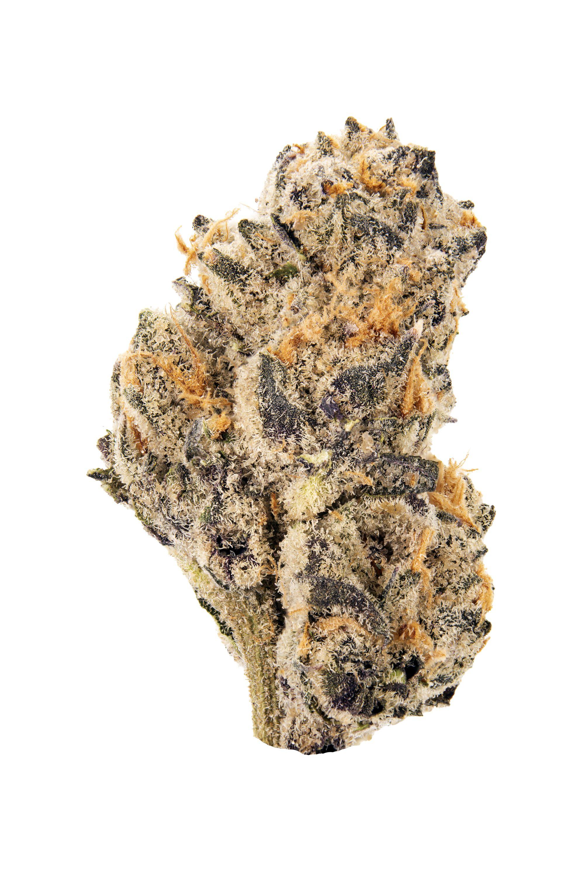 Banana Cream Sundae Cannabis Strain Bud