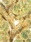 Banana Puddintain Hybrid Cannabis Strain Thumbnail