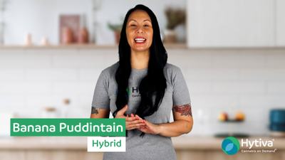 Banana Puddintain - Hybrid Cannabis Strain