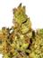 Banana Purple Punch Hybrid Cannabis Strain Thumbnail