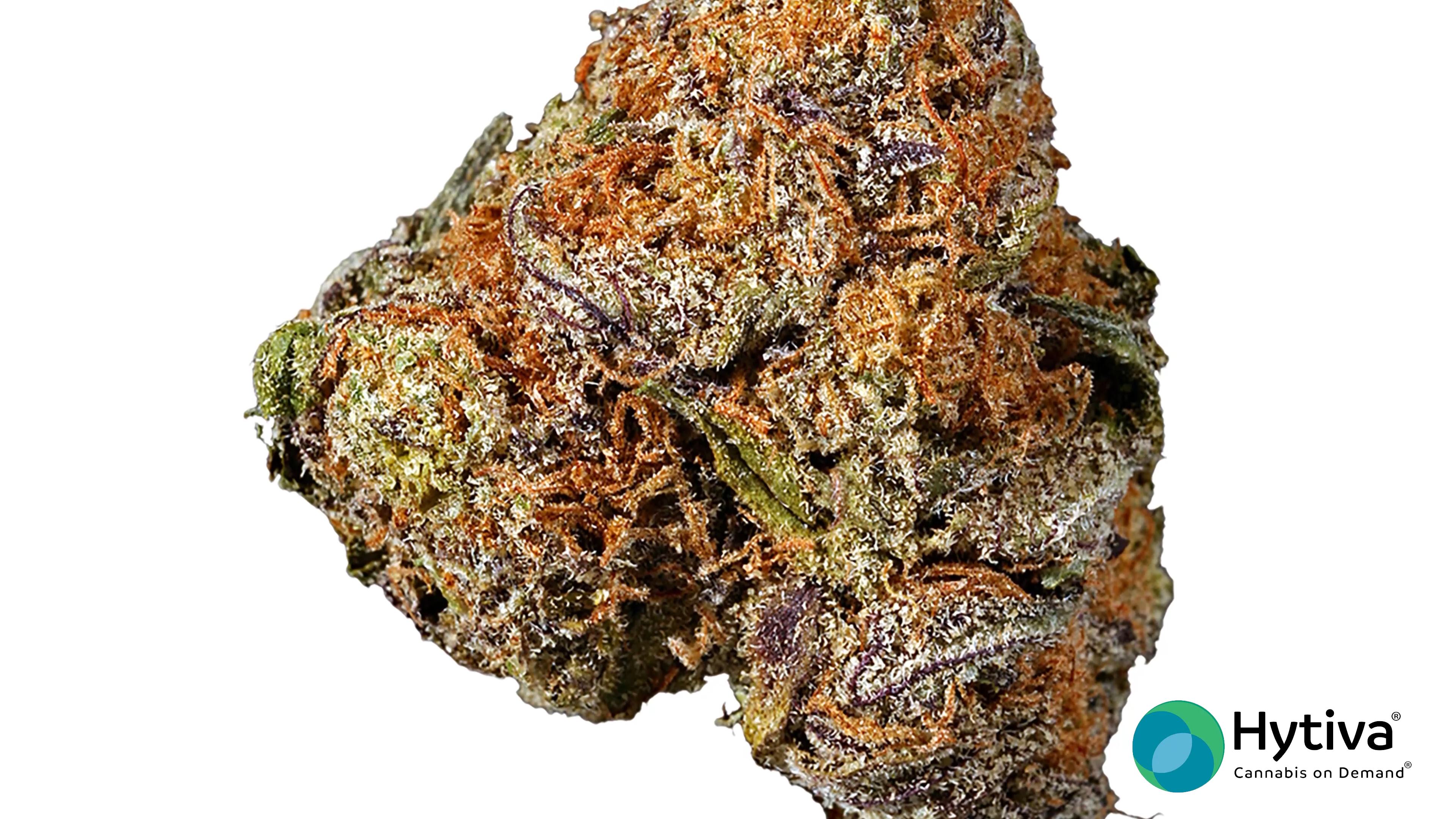 Barney Purple - Hybrid Strain