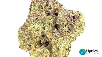 BCC x Jealousy - Hybrid Cannabis Strain