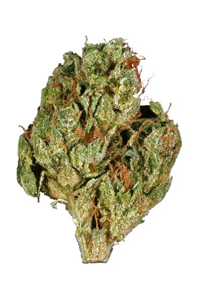 Beadney Headband - Hybrid Cannabis Strain