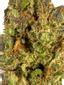 Berry Pie Hybrid Cannabis Strain Thumbnail