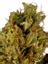 Bert Reynolds Hybrid Cannabis Strain Thumbnail