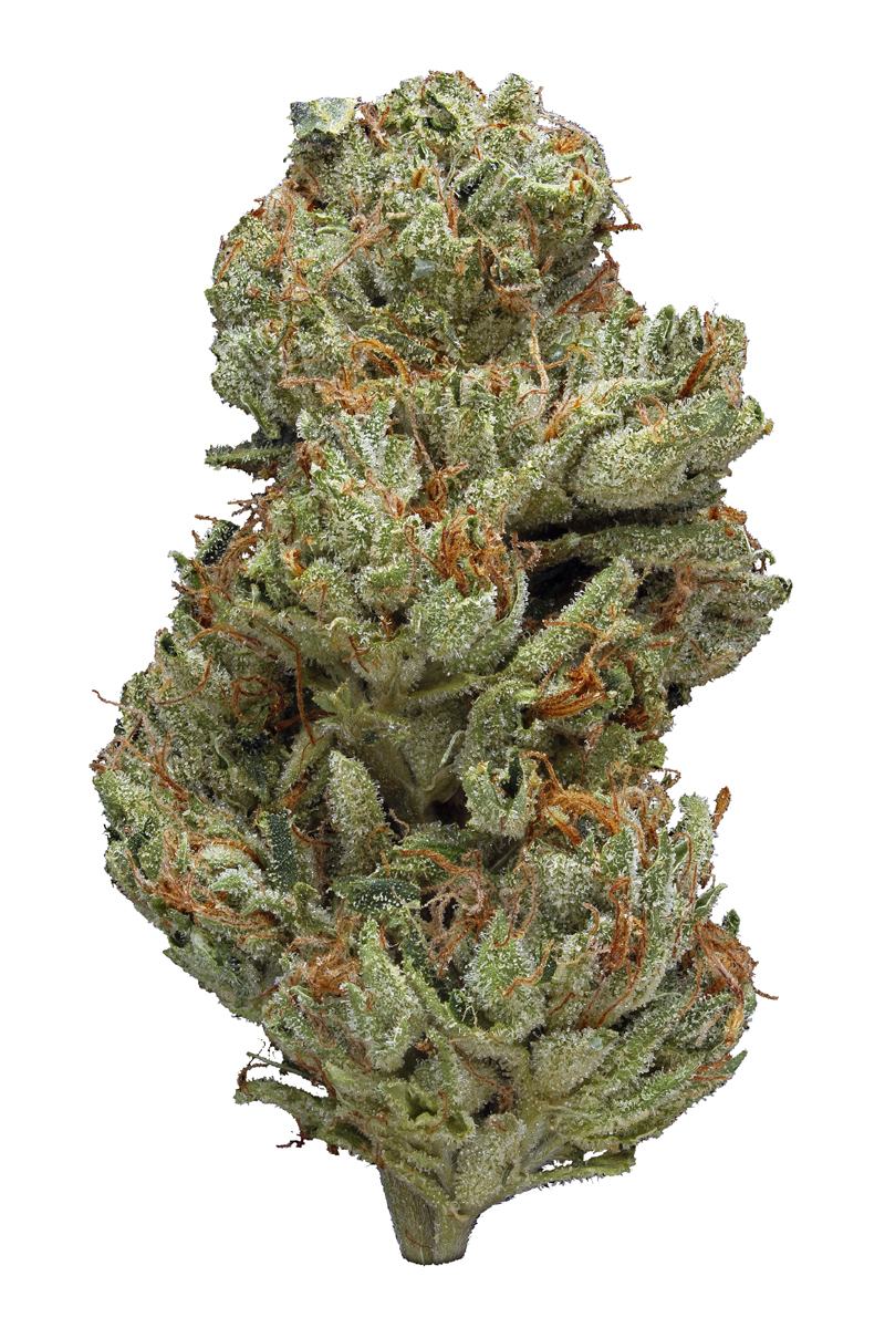 Big Bang Strain - Hybrid Cannabis Review, CBD : Hytiva