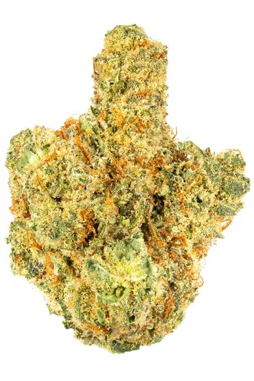 Bio-Buddha - Hybrid Cannabis Strain