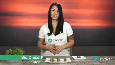 Bio Diesel - Hybrid Strain