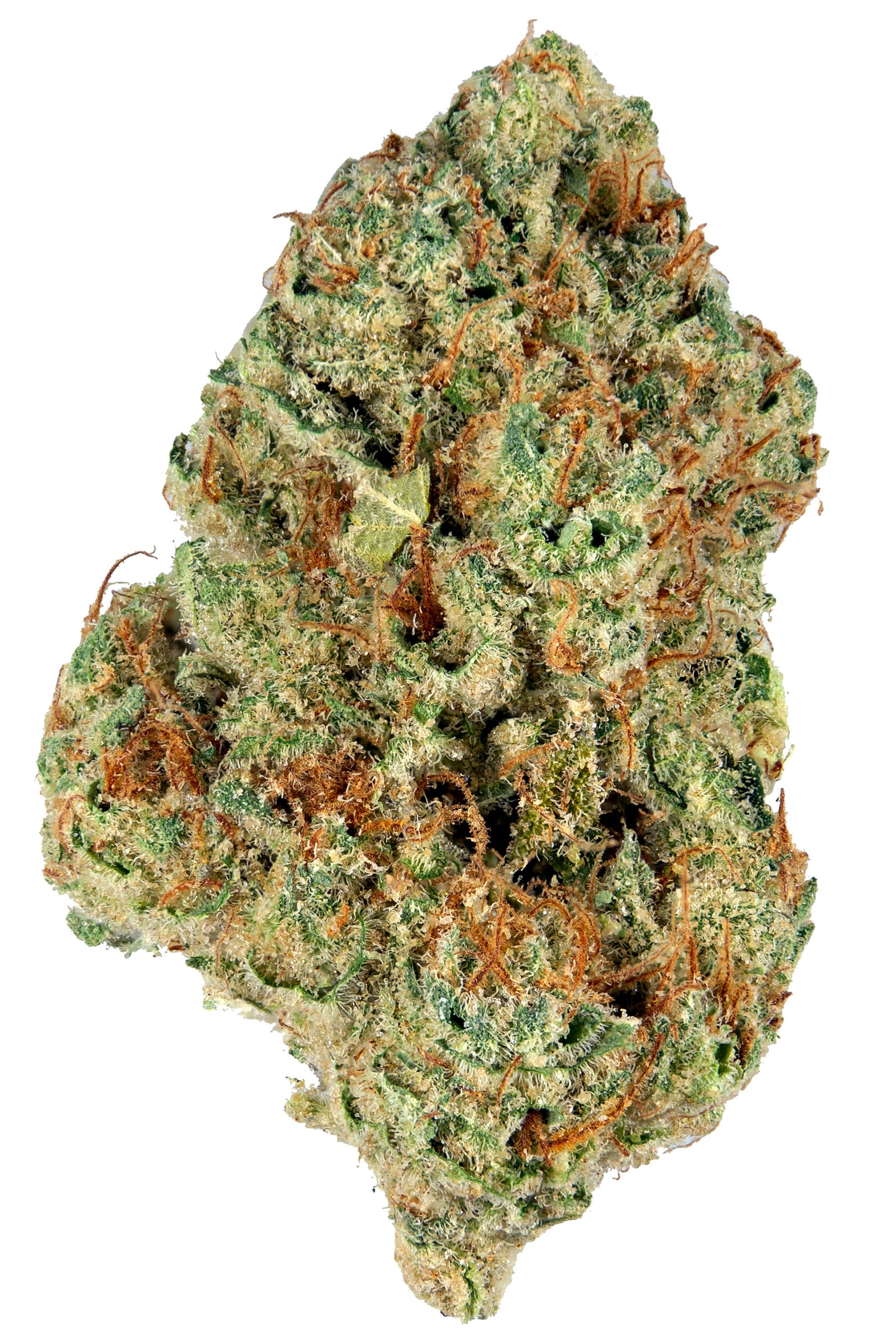 Bio Jesus - hybrid Cannabis Strain by Hytiva