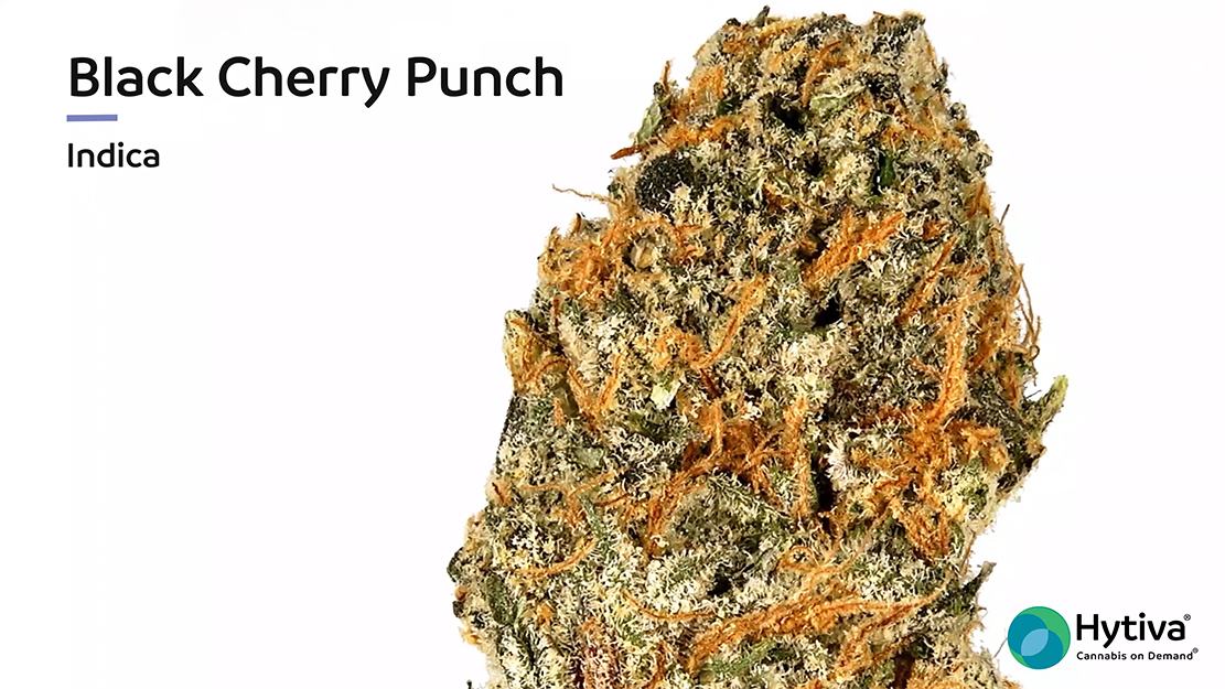 Black Cherry Punch Strain Indica Cannabis Video, THC, Terps Hytiva