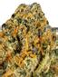 Black Cherry Punch Hybrid Cannabis Strain Thumbnail