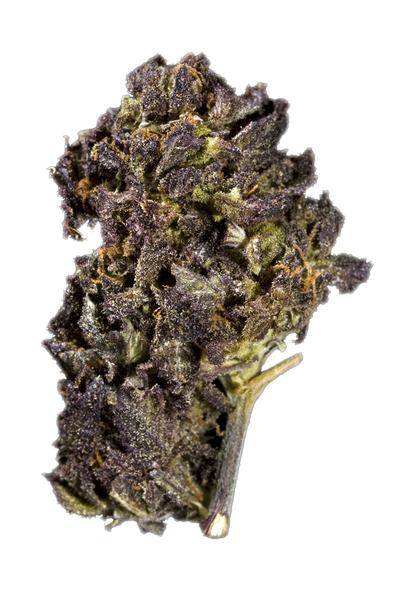 Black Dahlia - Híbrida Cannabis Strain