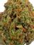 Blackjack Hybrid Cannabis Strain Thumbnail