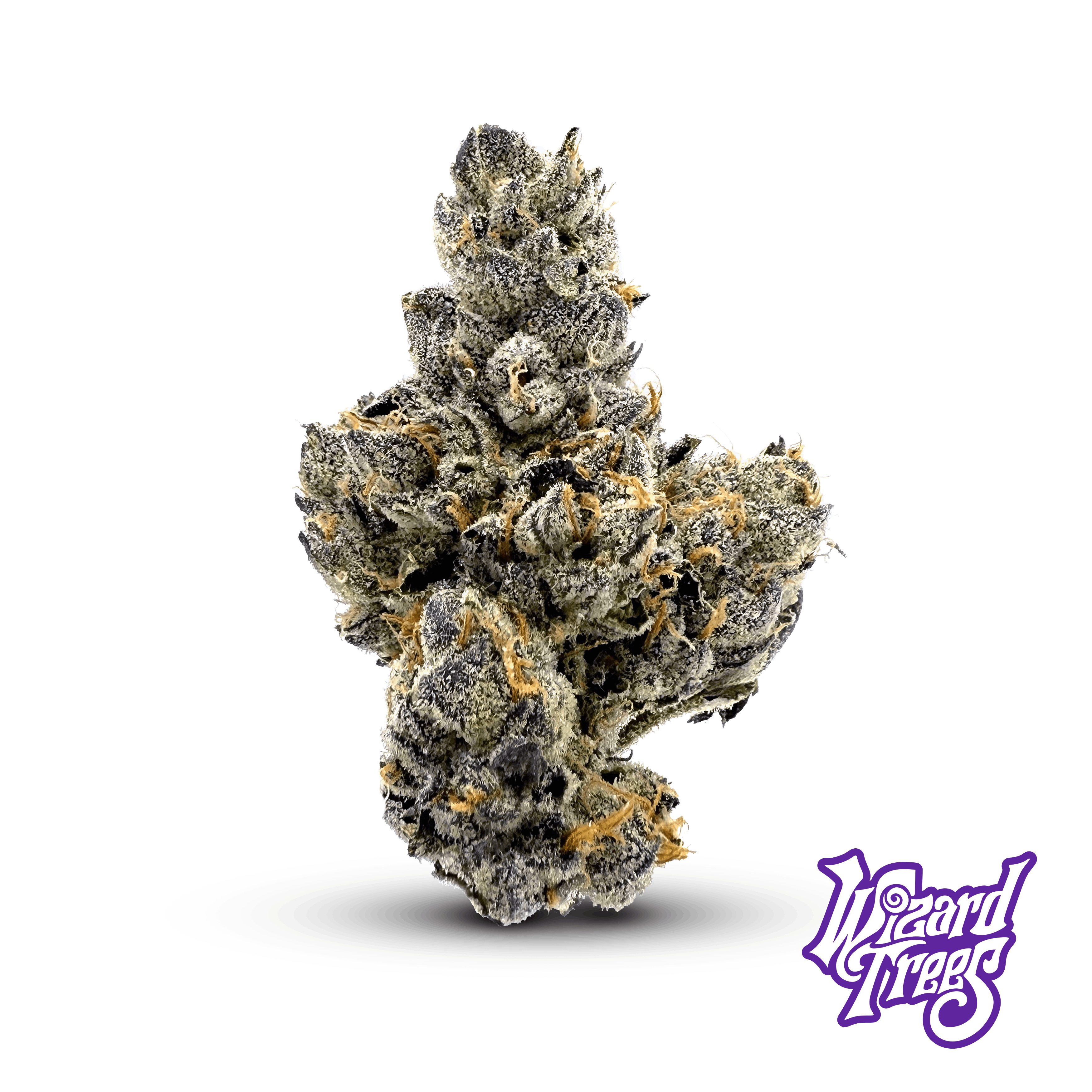 Black Magic Flower Product Image