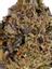 Black Mamba Hybrid Cannabis Strain Thumbnail