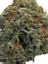 Black Russian Hybrid Cannabis Strain Thumbnail