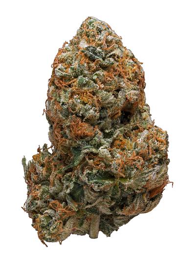 Black Tuna - Sativa Cannabis Strain