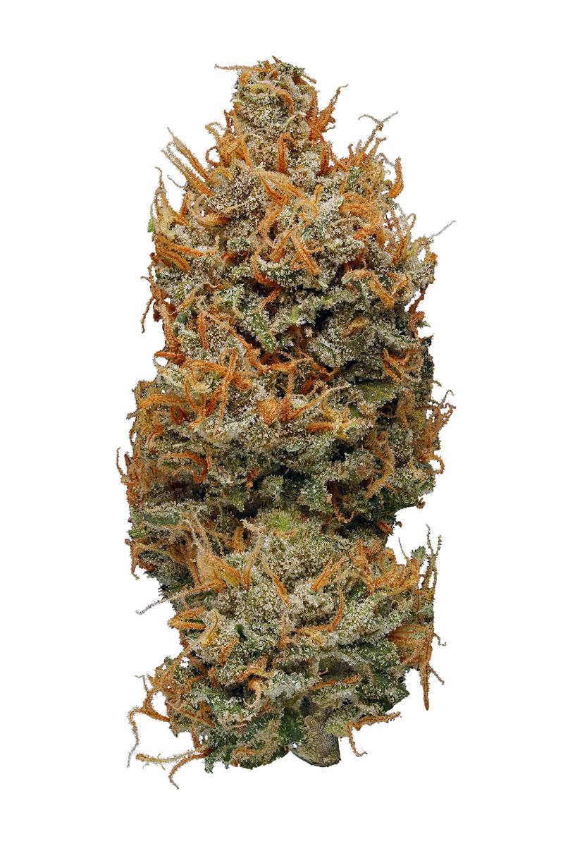 Blackberry Haze - hybrid Cannabis Strain by Hytiva