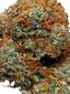Blackwater OG Hybrid Cannabis Strain Thumbnail