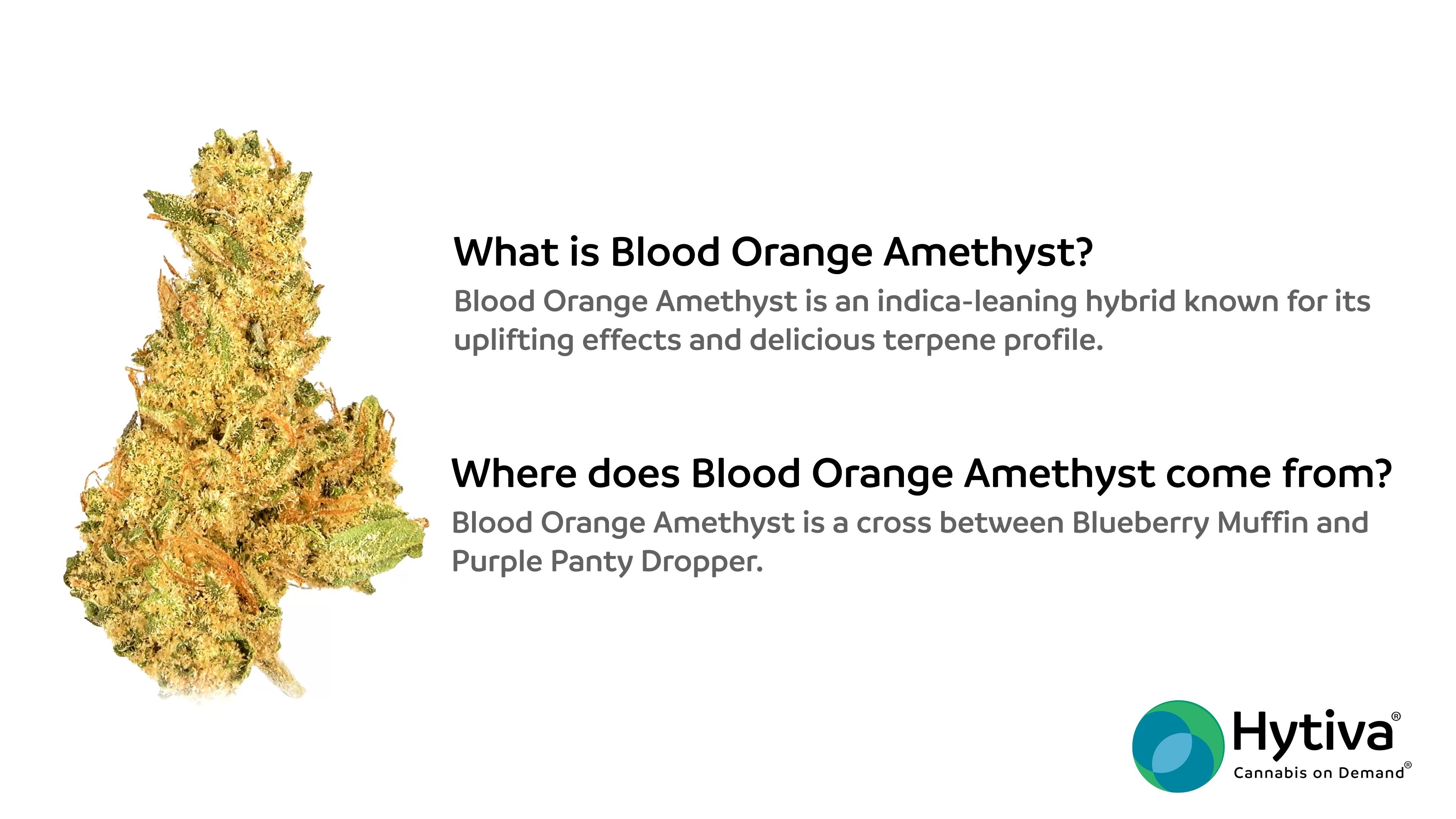 Blood Orange Amethyst - Hybrid Strain