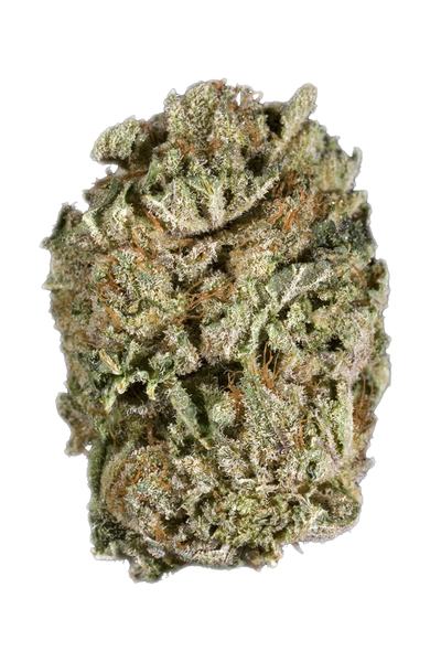 Blowfish - Hybrid Cannabis Strain