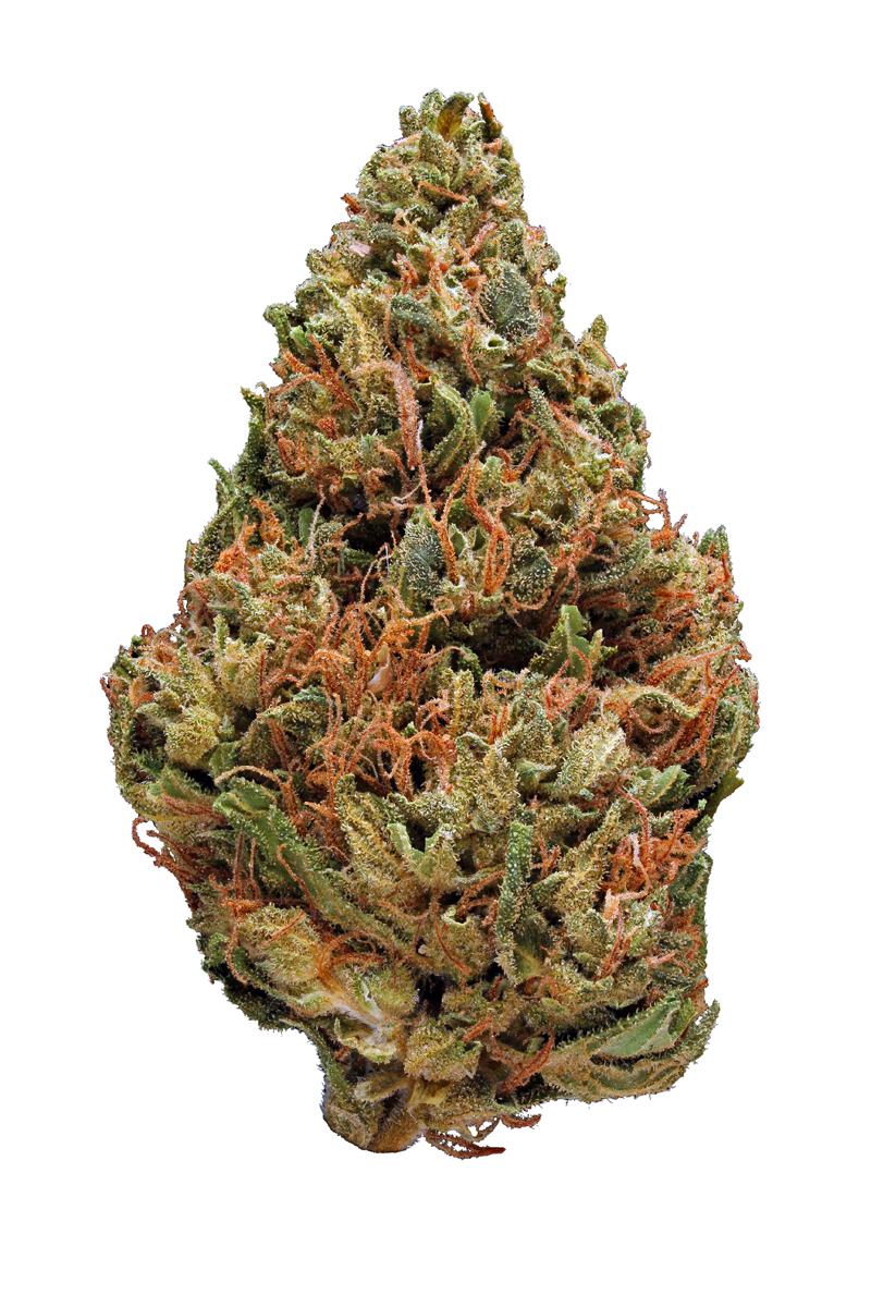 Still photo of light green and dark orange christmas tree shaped bud of blue alien strain