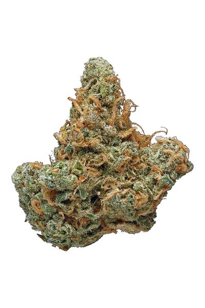 Blue Champagne - Híbrida Cannabis Strain