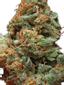 Blue Cheese Hybrid Cannabis Strain Thumbnail