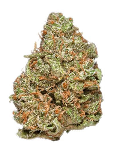 Blue Frost - Híbrida Cannabis Strain