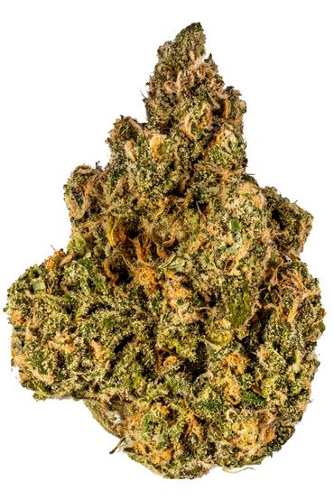 Blue Hash Plant - Hybrid Cannabis Strain