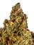 Blue Hash Plant Hybrid Cannabis Strain Thumbnail