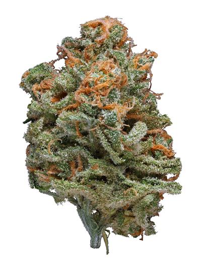 Blue Nightmare - Híbrida Cannabis Strain