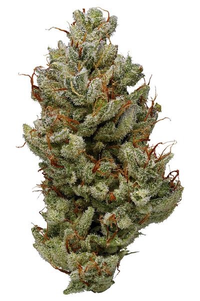 Blue Power - Hybrid Cannabis Strain
