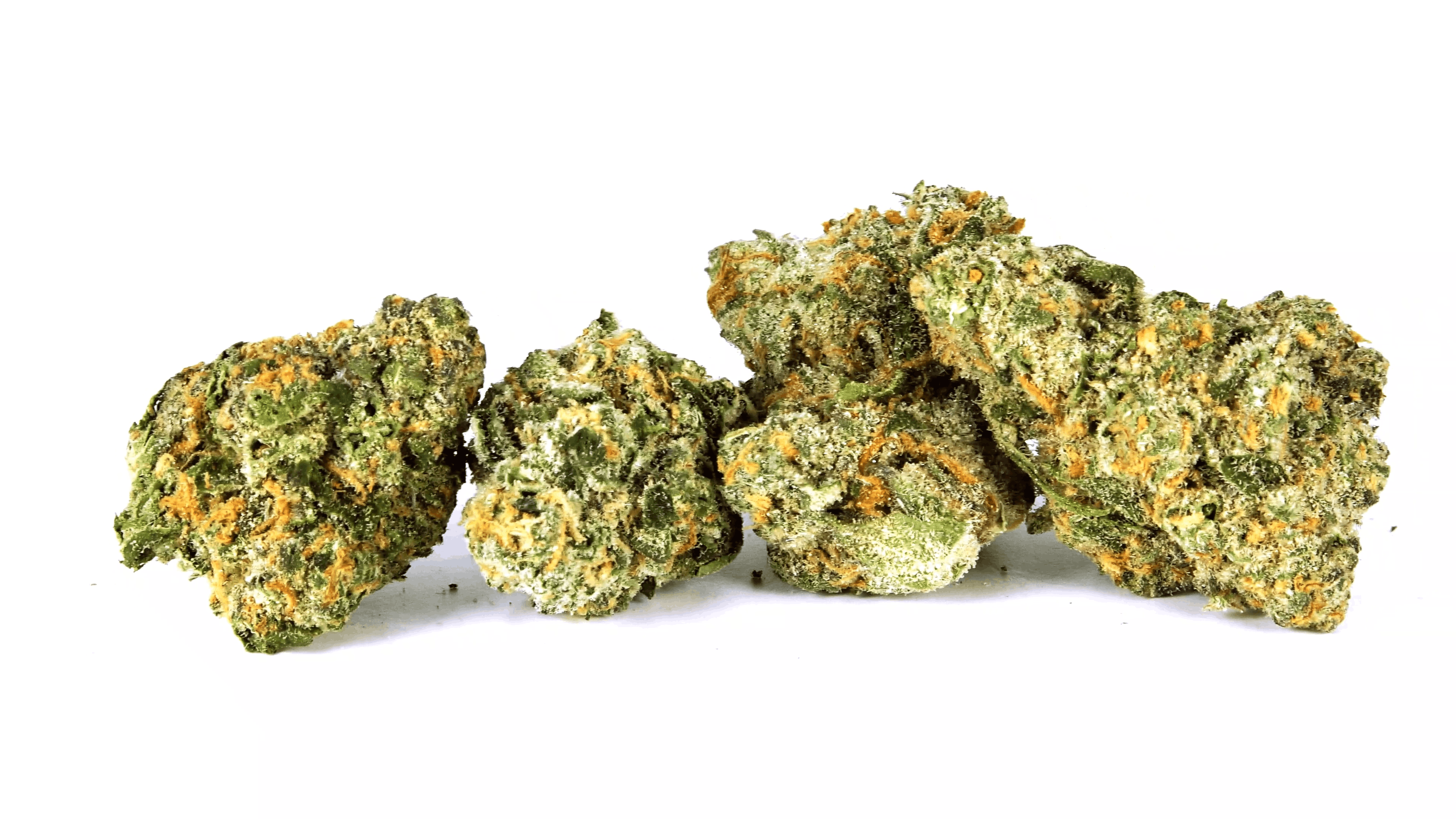 Blue Tang Cookies Strain - Hybrid Cannabis Video, THC, Terps : Hytiva