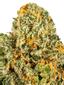Blue Tang Cookies Hybrid Cannabis Strain Thumbnail
