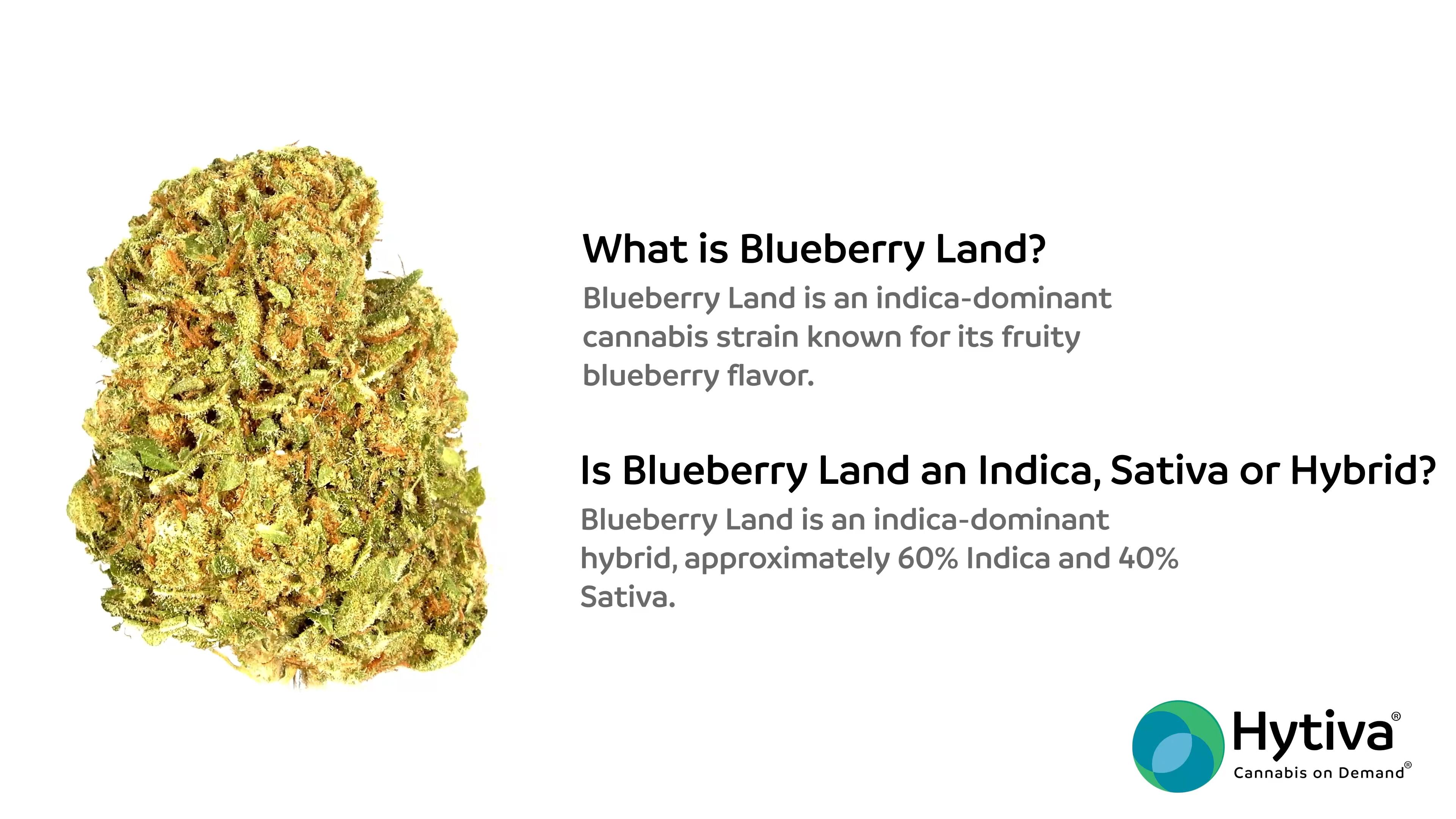 Blueberry Land - Hybrid Strain