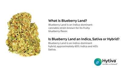 Blueberry Land - Hybrid Strain