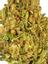 Blueberry Land Hybrid Cannabis Strain Thumbnail