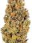 Blueberry Sunset Hybrid Cannabis Strain Thumbnail