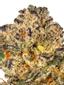 Blueberry Waffles Hybrid Cannabis Strain Thumbnail